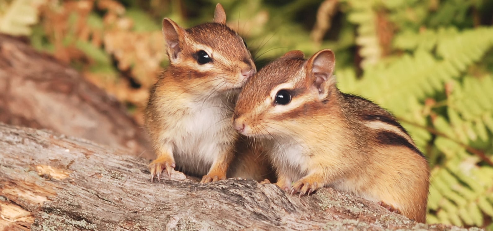 mainchipmunks-min-min.jpg