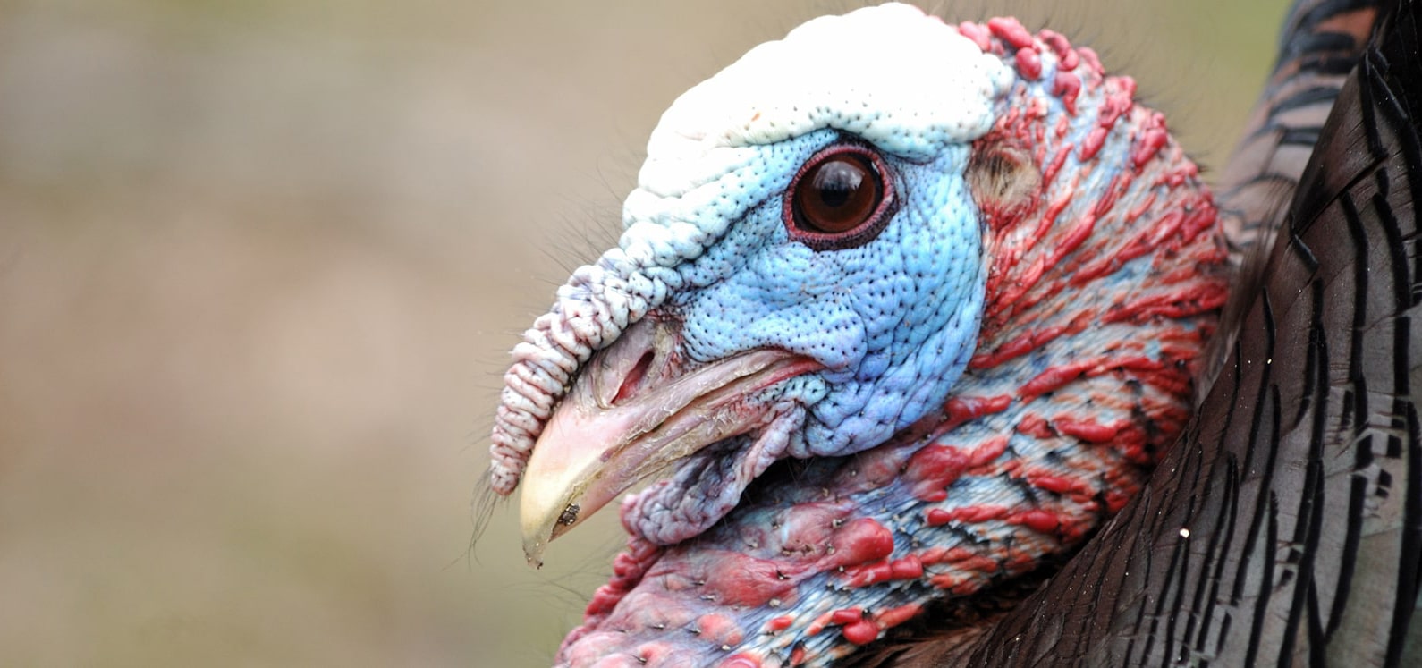 mainturkeyhead-min-min.jpg